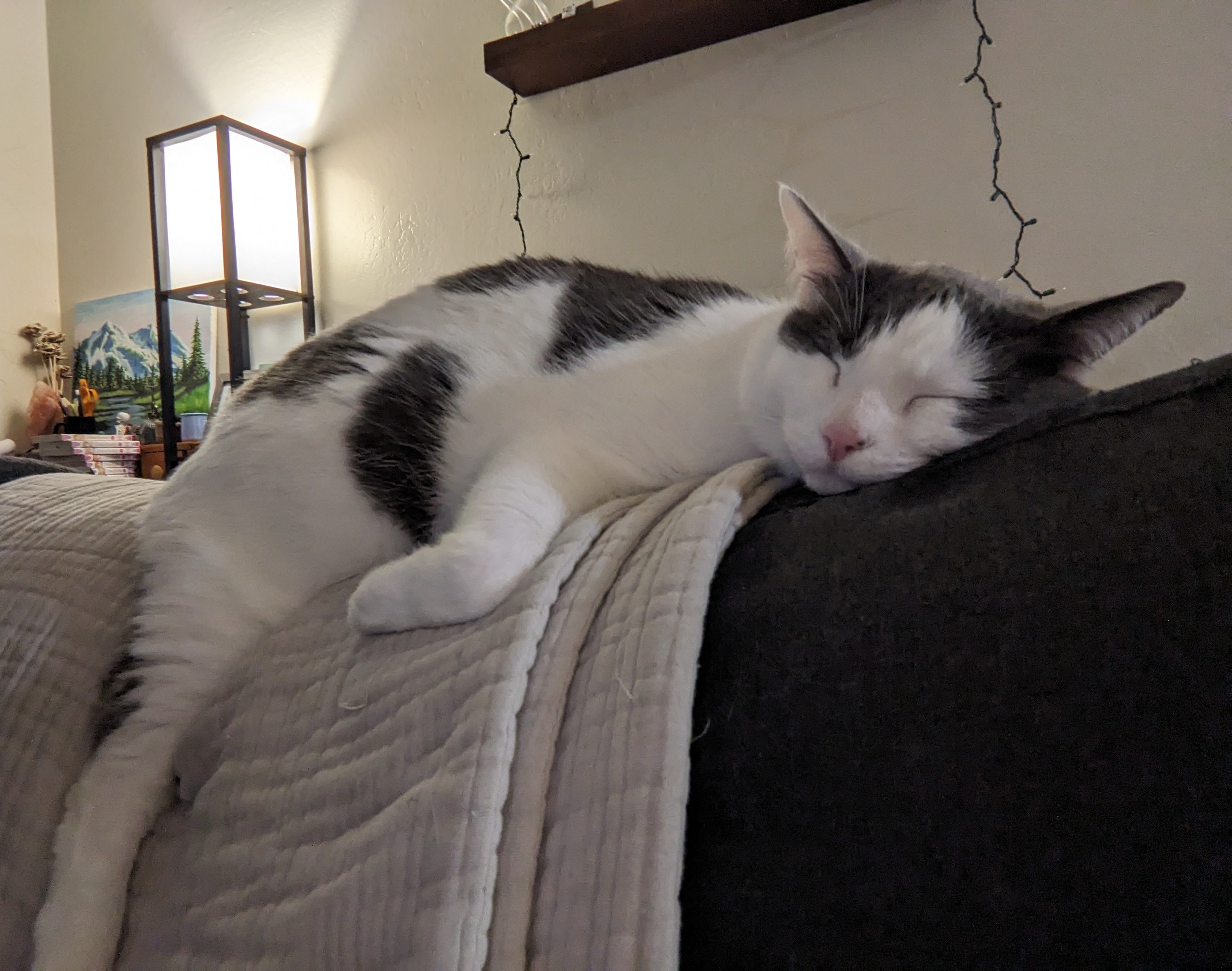 Chacho sleeping