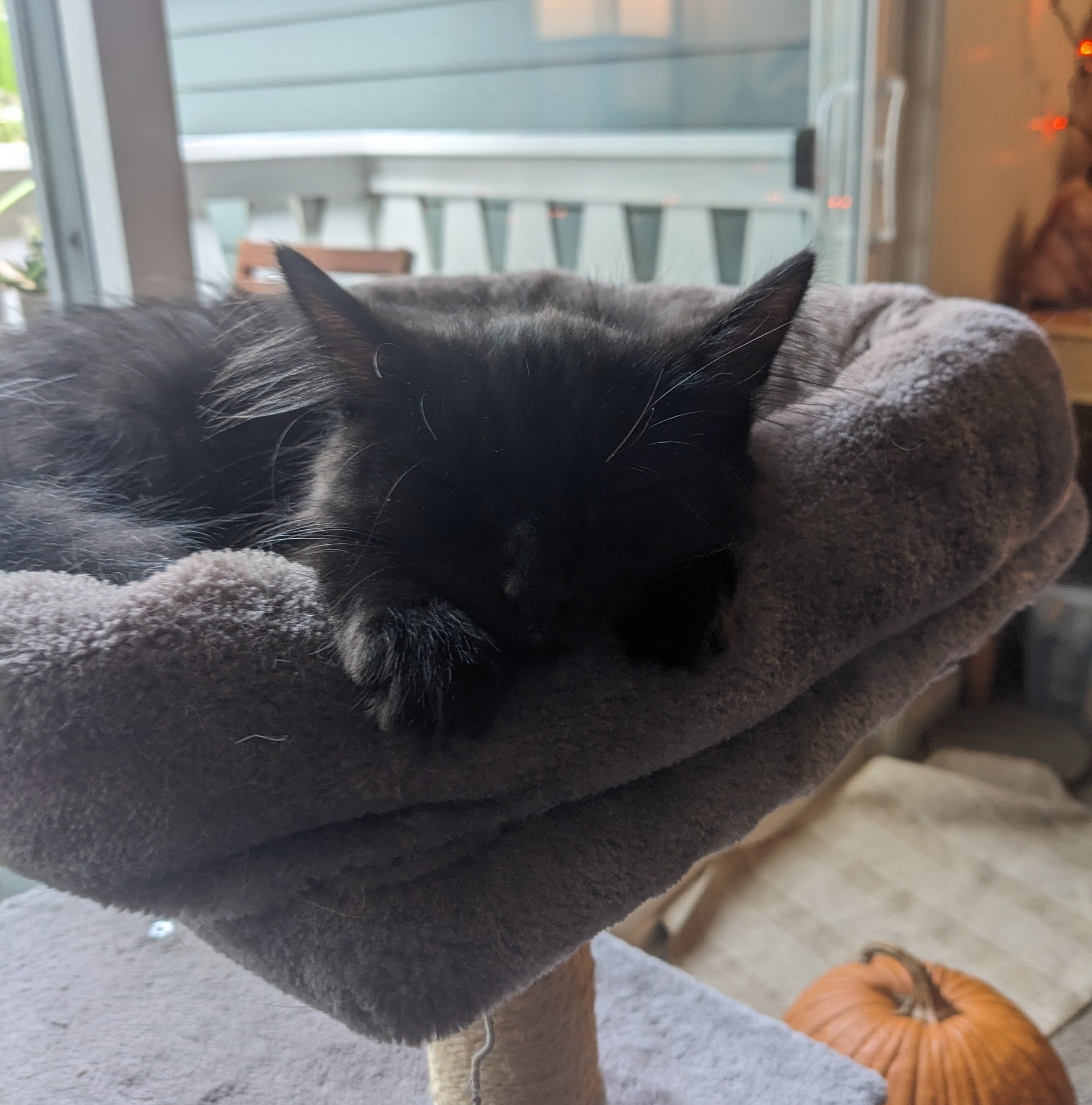A kitten is sleeping