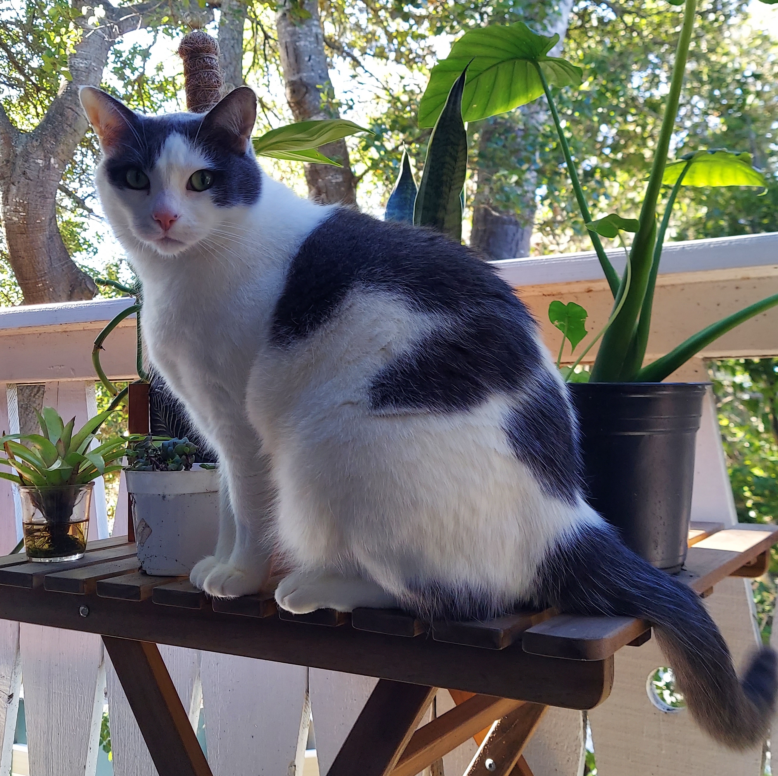Chacho outside