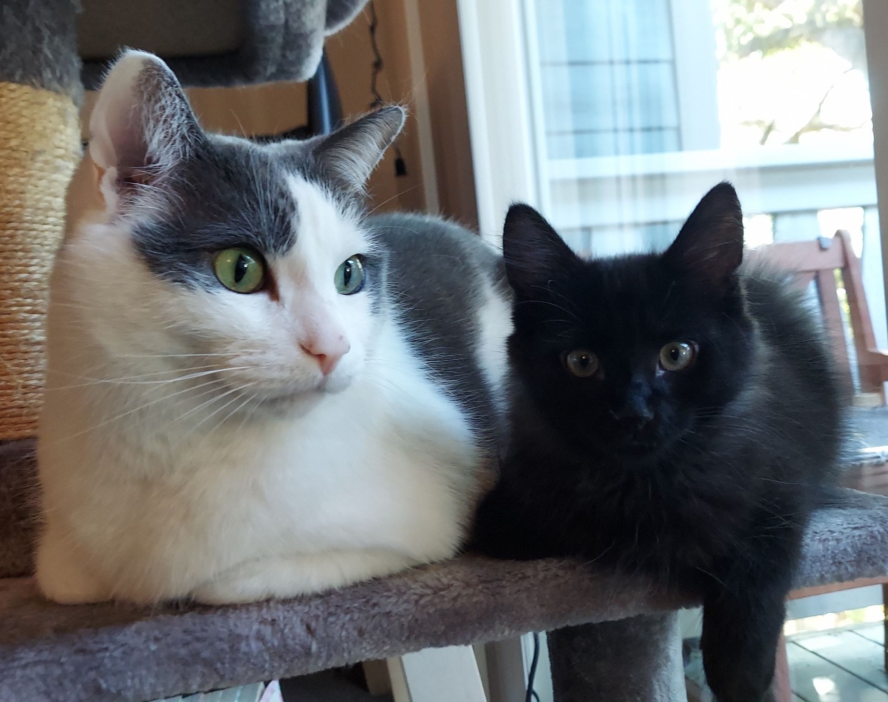 Two cats